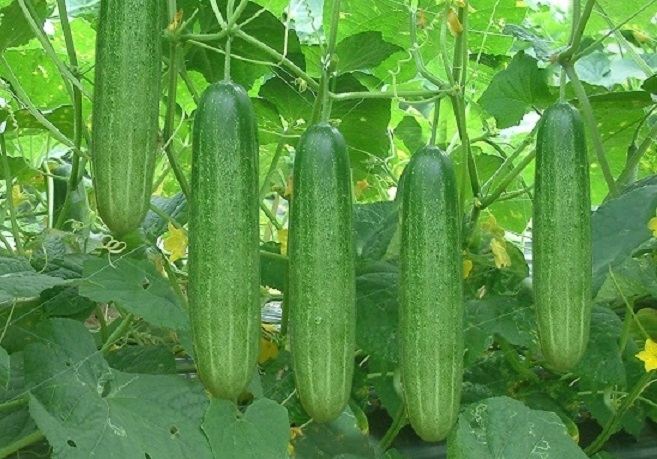 Quả dưa chuột khi thu hoạch