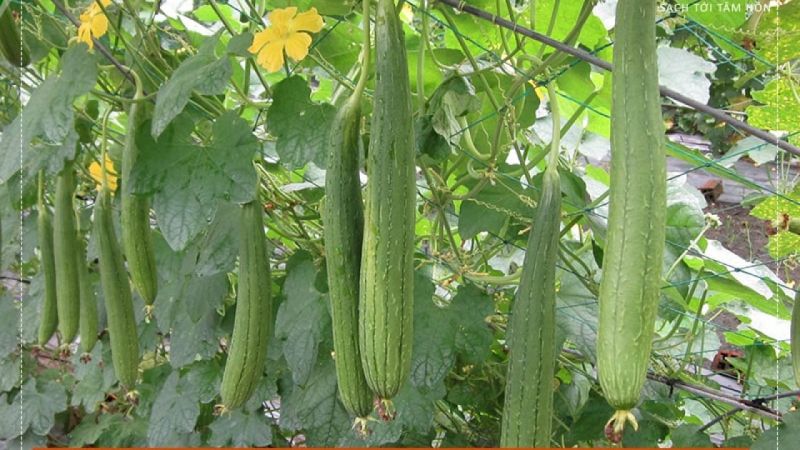 Giàn mướp nhà em