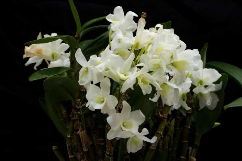 Cánh hoa phong lan tròn, thon ở phần đài hoa, các cánh hoa chụm lại, ôm lấy phần nhụy hoa vươn thẳng ra ngoài
