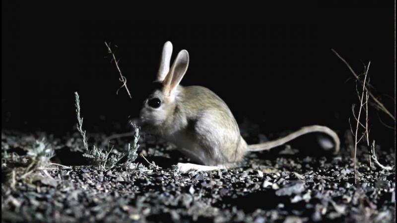 Chuột Gobi Jerboa vào ban đêm