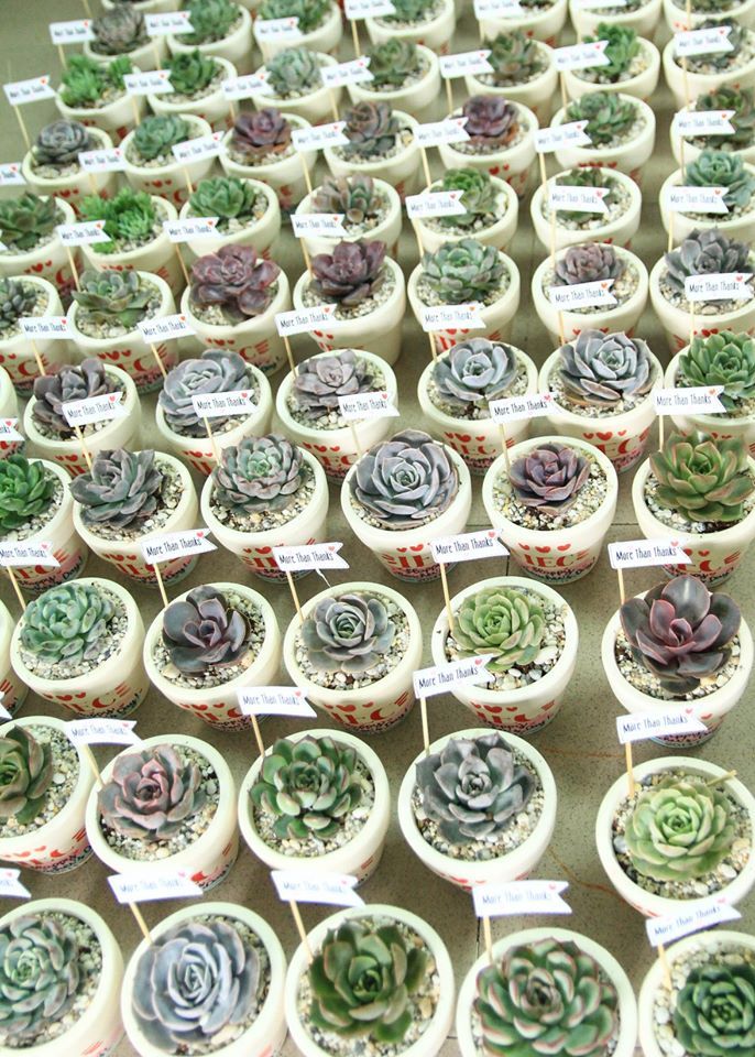 Góc vườn la cà