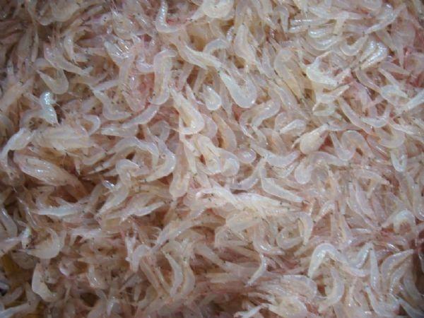 Những con tép biển tươi ngon được làm sạch để chế biến