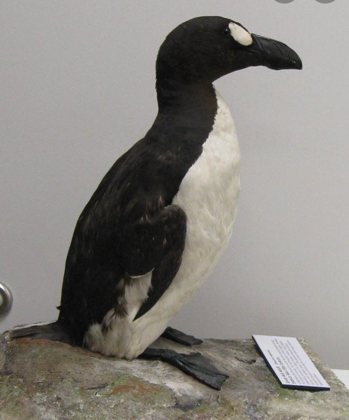 Great Auk