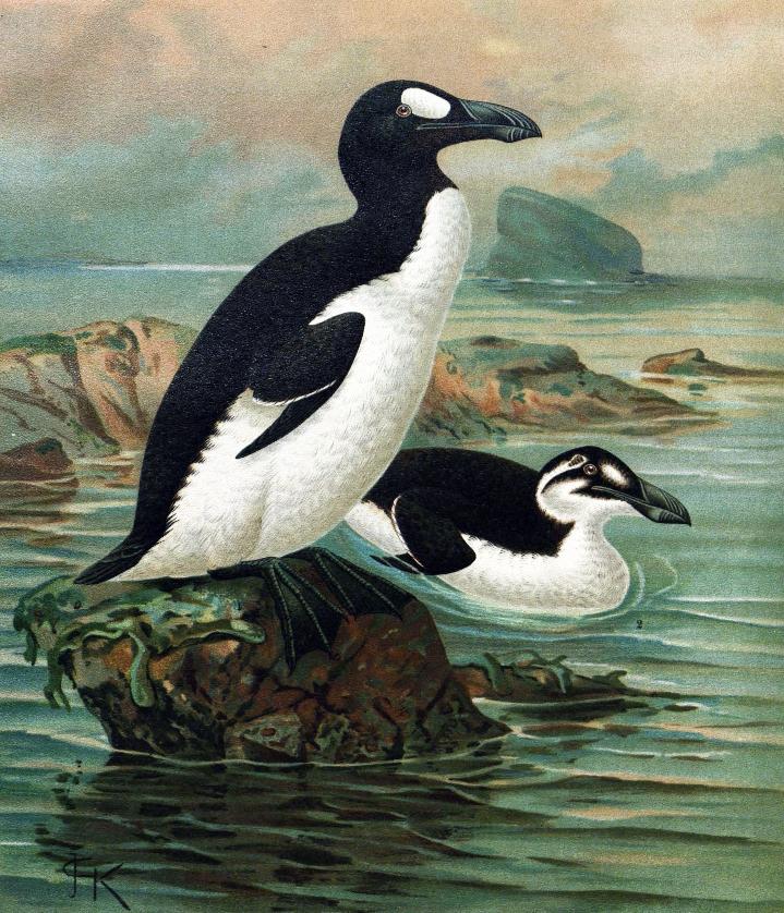 Great Auk