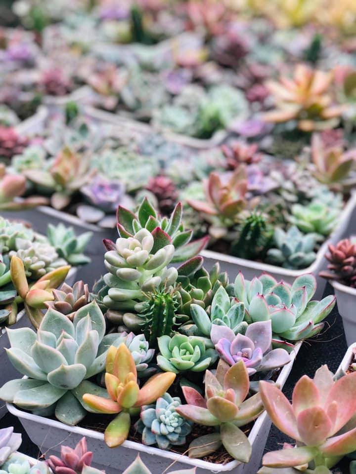 Green Garden