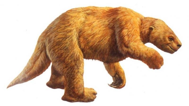 Ground Sloth