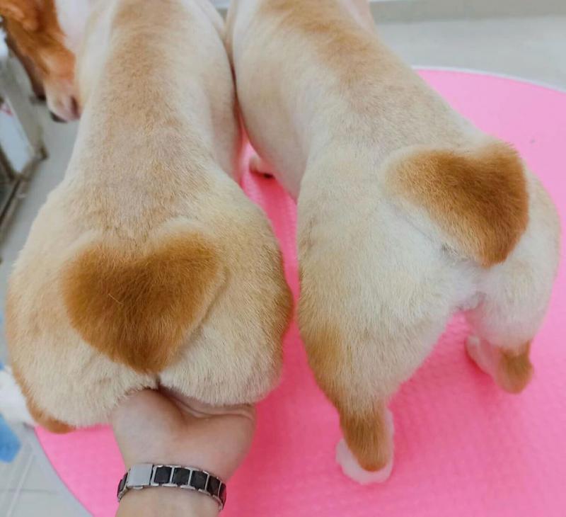 Guu Pet Spa & Hotel