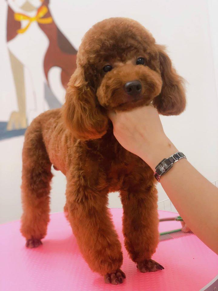 Guu Pet Spa & Hotel