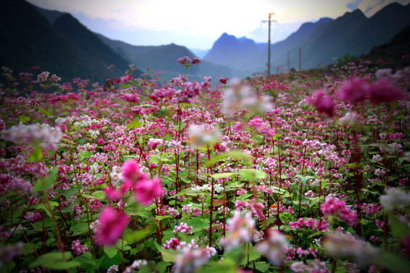Hà Giang mùa hoa tam giác mạch đẹp vô cùng