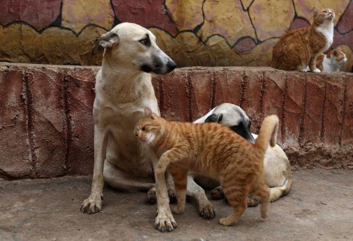 Hà Lan là đất nước duy nhất trên thế giới không có vật nuôi bị bỏ rơi
