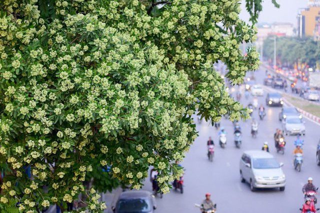 Hà Nội - Mùa hoa sữa
