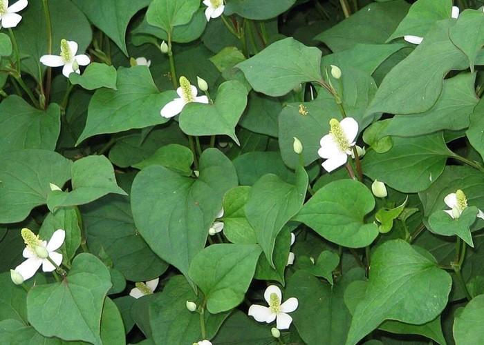 Rau diếp cá và ngải cứu là một trong những loại cây dân gian hỗ trợ tốt cho việc hạ sốt