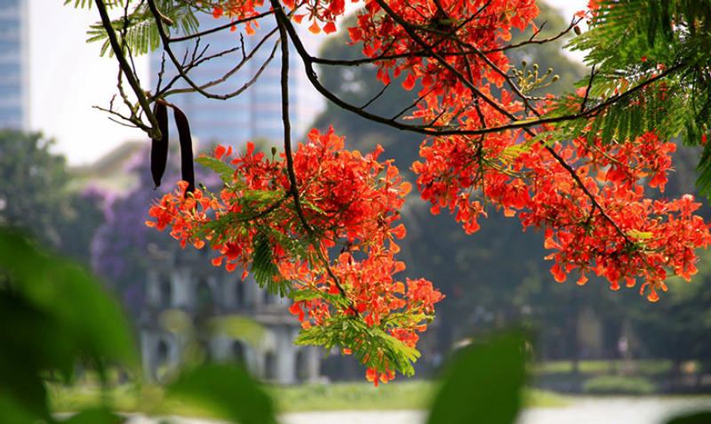 Hạ về