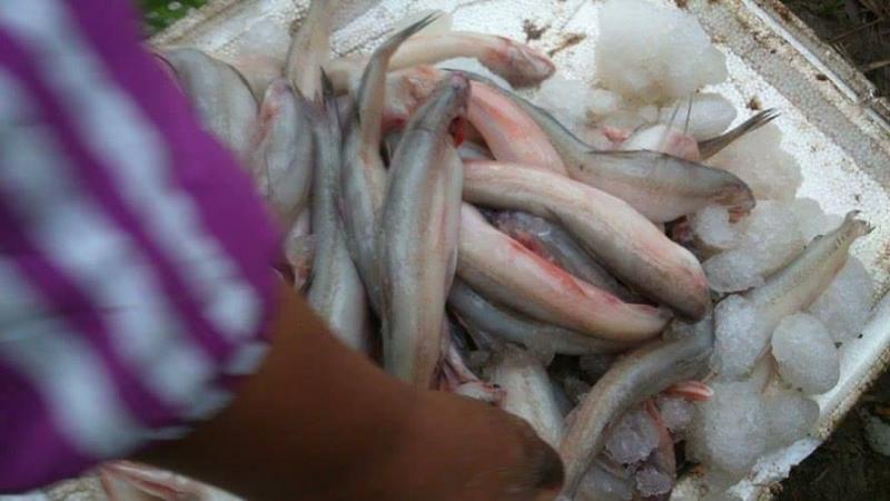 Cá khoai tại cửa hàng luôn tươi ngon.