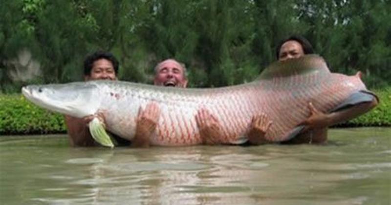 Arapaima (Hải tượng long)