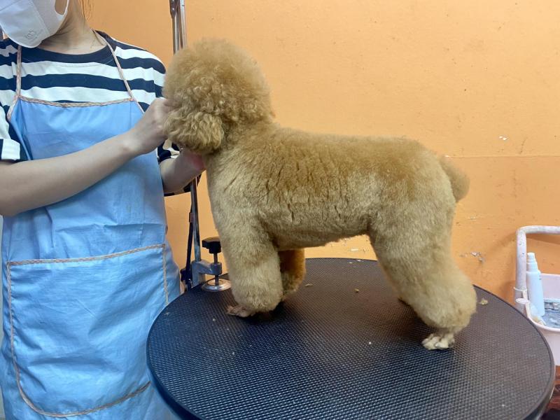 Haki Pet Long Biên