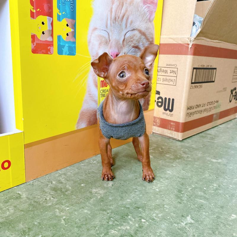 HaLo Pet Shop