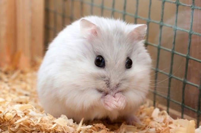 Chuột Hamster