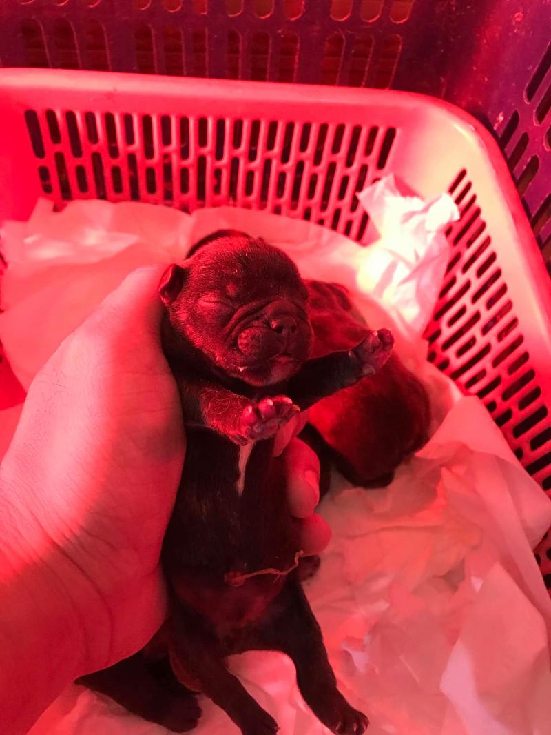 Hanoi FrenchBulldog Kennel