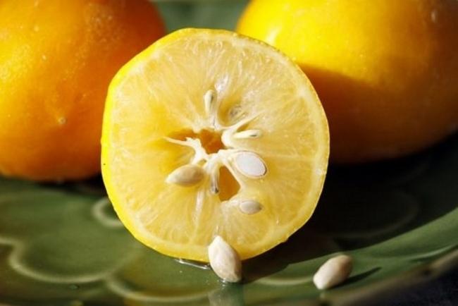 Hạt cam giúp tăng cường năng lượng