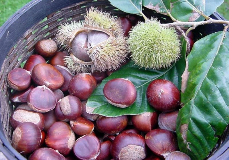 Trùng Khánh của Cao Bằng nổi tiếng cả nước với món hạt dẻ