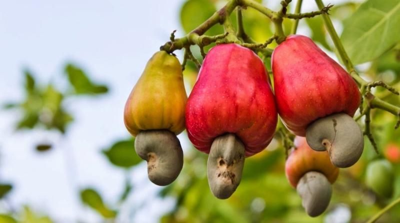Hạt điều tại cây