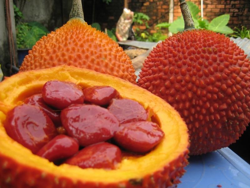Hạt gấc là bài thuốc dân gian trị đau răng hiệu quả tại nhà