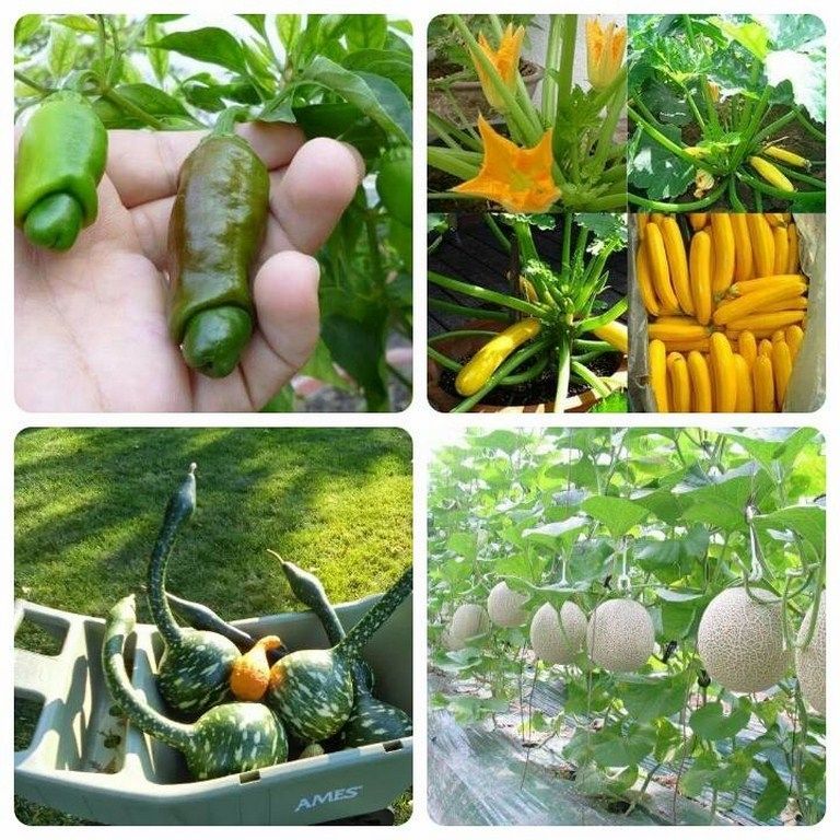 Kinh doanh hạt giống hoa, cây trồng là một hình thức kinh doanh khá mới