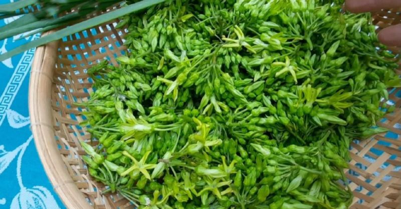 Giàn thiên lí nhà em - Mẫu 2
