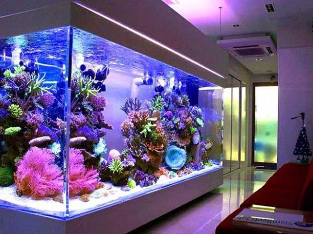 Hồ cá kiểng Sơn Hà