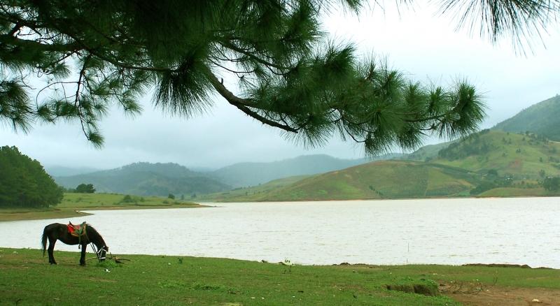 Những rặng thông trải dài vô tận, e ấp trong làn sương và những con suối sóng sánh nhẹ nhàng trôi tạo cảm giác vô cùng gần gũi
