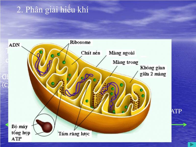 Hô hấp kị khí