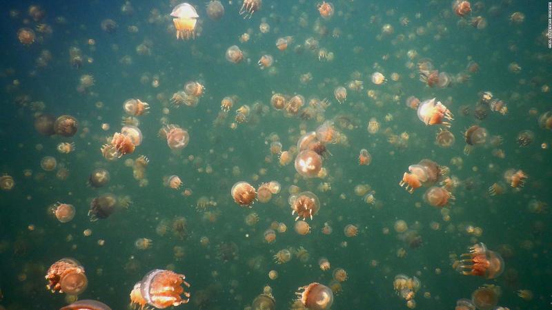 Hồ Jellyfish