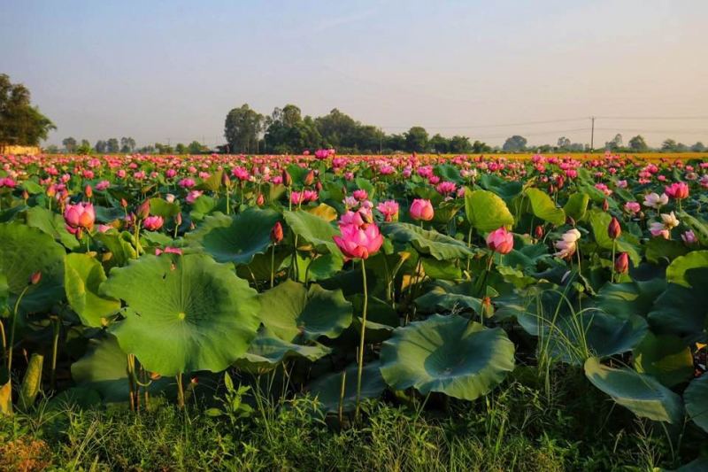 Hồ sen làng La Chữ (Thừa Thiên - Huế)
