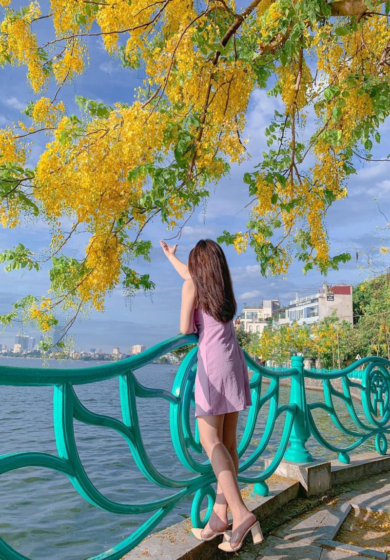 Muồng hoàng yến nở rộ ở Hồ Tây