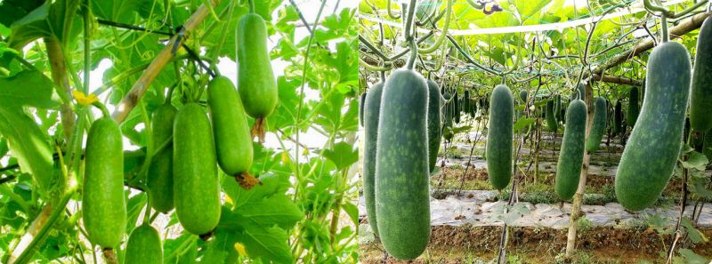 Hỗ trợ điều trị tiểu đường