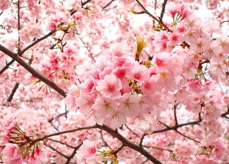 Hoa anh đào - thắm đượm tinh thần dân tộc