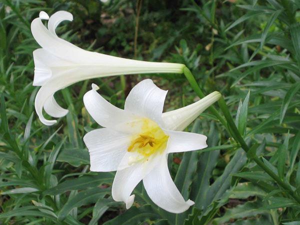 Hoa Bách hợp – Một vị thuốc Đông y