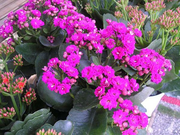 Hoa bách niên cho mùa xuân tươi đẹp