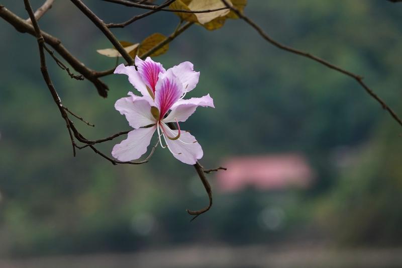 Hoa ban hoài niệm