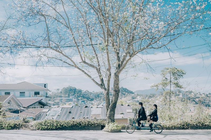 Phong cảnh lãng mạn tại khu vực Hoa ban trắng Đà Lạt