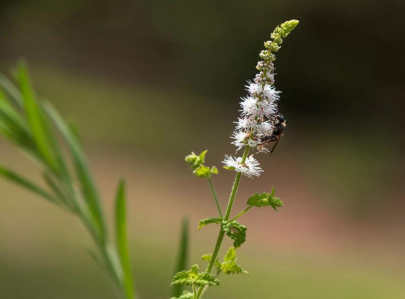 Hoa Baneberry trắng