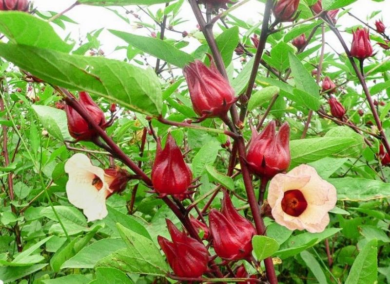 Atiso đỏ chữa viêm hang vị dạ dày