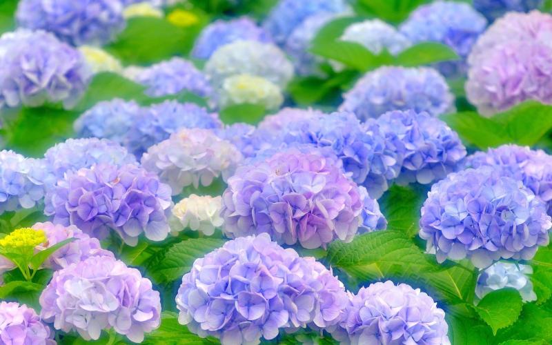 Hoa cẩm tú cầu được rất nhiều gia đình chọn cắm ngày Tết