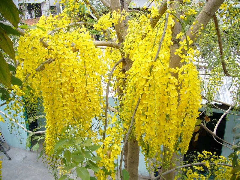 Muồng hoàng yến hay còn gọi là hoa Osaka vàng