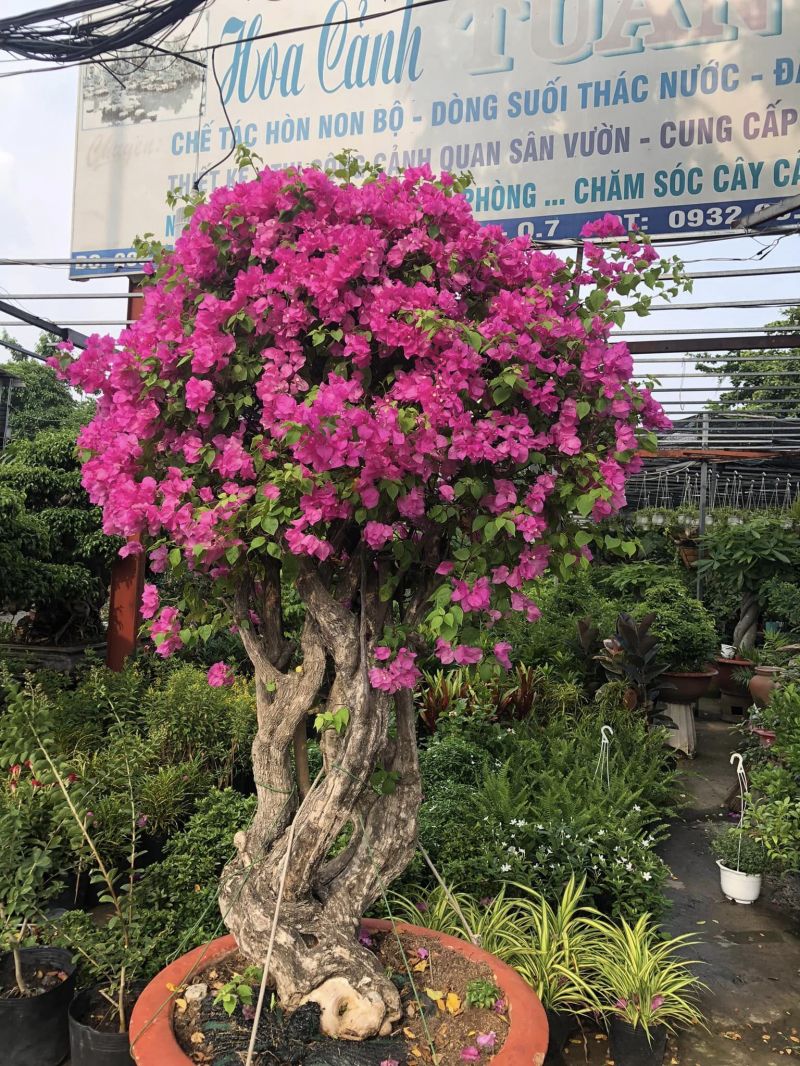Hoa Cảnh Tuấn Anh