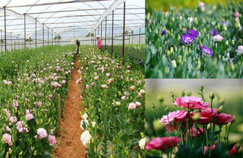 Sự tích hoa Cát Tường