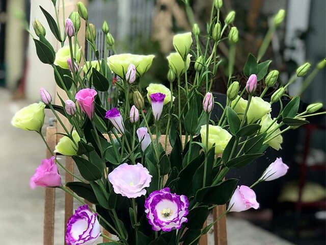 Cát tường, loài hoa may mắn
