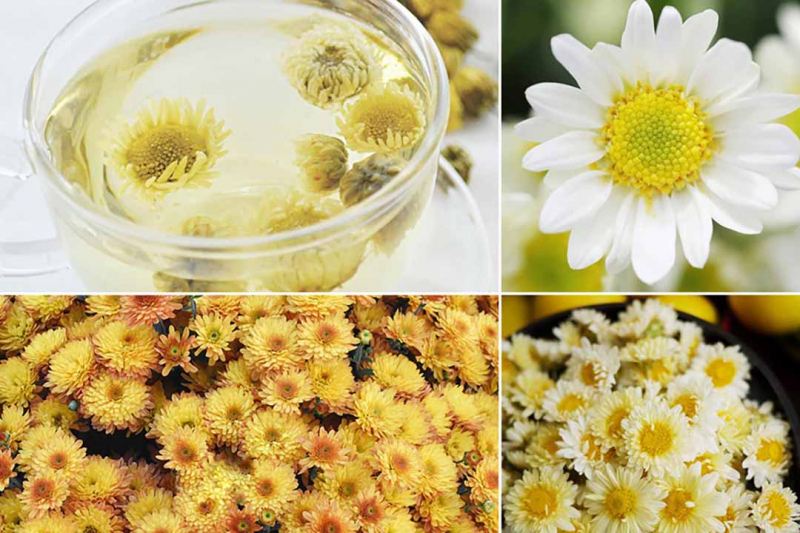 Hoa cúc (Chrysanthemum)
