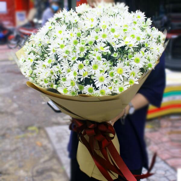 Hoa cúc họa mi